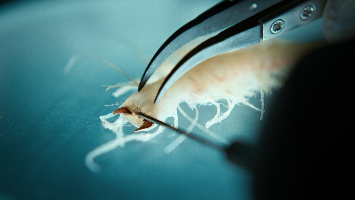 20221202_swarm_stills_ep02_00090018.00000000©SchwarmTVProductionGmbH&CoKG