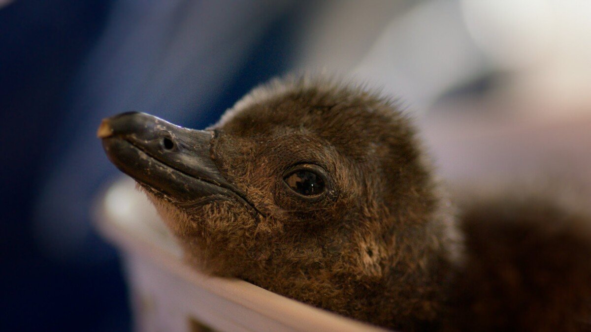 111325_Born_to_be_Wild_Series_Announcement_Big_Image_03