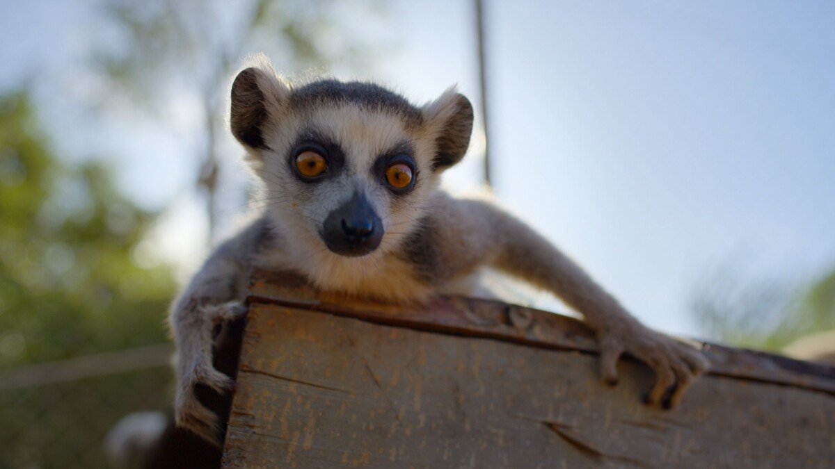 111325_Born_to_be_Wild_Series_Announcement_Big_Image_04