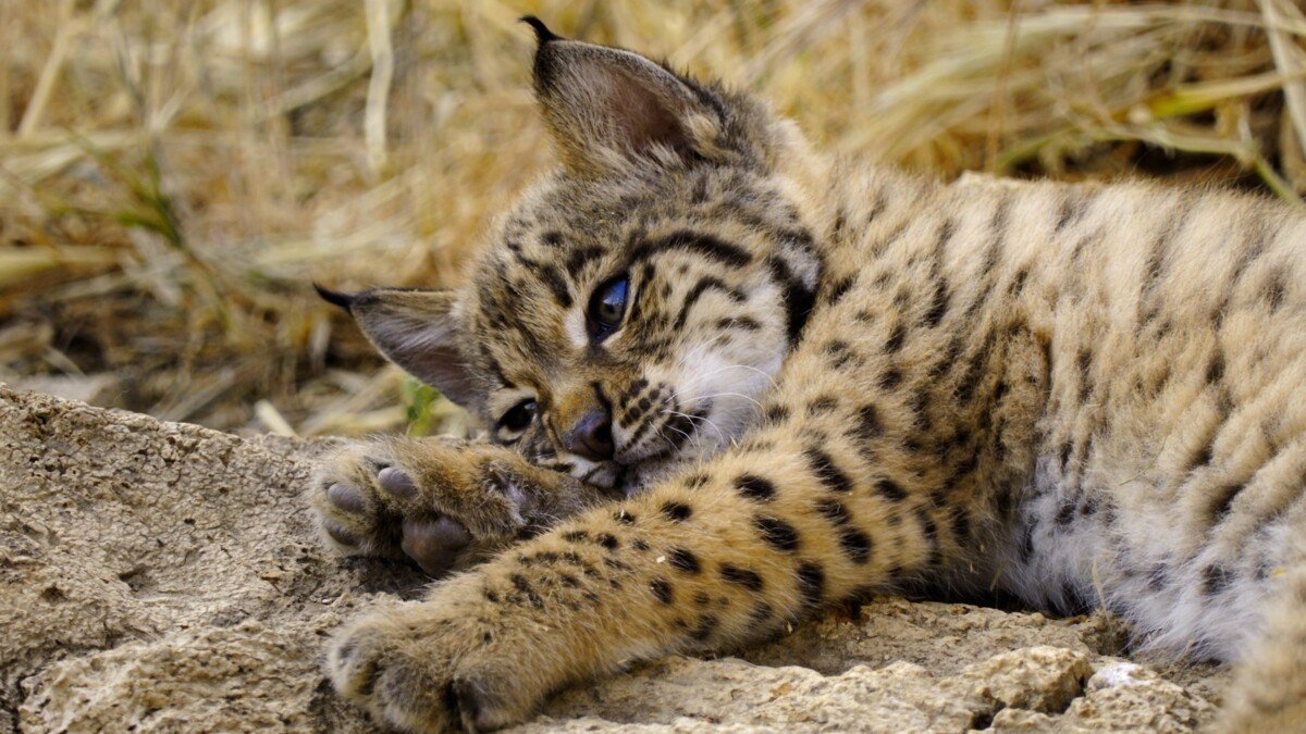 111325_Born_to_be_Wild_Series_Announcement_Big_Image_06