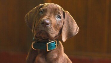 "Scooby-Doo: Początki", "Człowiek para", "Lupin" oraz "Amerykański eksperyment" na materiałach od Netflixa