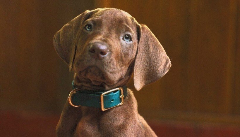 "Scooby-Doo: Początki", "Człowiek para", "Lupin" oraz "Amerykański eksperyment" na materiałach od Netflixa