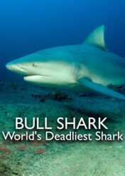 Żarłacze tępogłowe / Bull Shark: World's Deadliest Shark