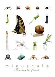 Chrząszczyki / Minuscule