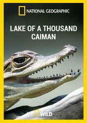 Jezioro tysiąca kajmanów / Lake of a Thousand Caiman
