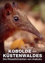 Leśne chochliki: Tajemniczy ryjkonos z Arabuko / Kobolde des Küstenwaldes – Die Rüsselhündchen von Arabuko