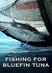 Fishing for Bluefin Tuna / Fishing for Bluefin Tuna