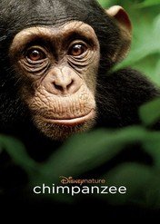 Szympans / Chimpanzee
