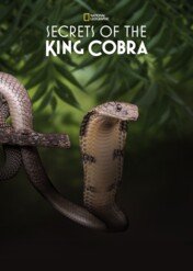 Tajemnice kobry królewskiej / Secrets of the King Cobra