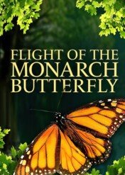 Wędrówka monarchów / Flight Of The Monarch Butterfly