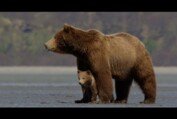 Disneynature's Bears - Official Trailer