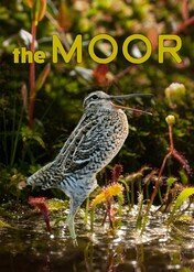 The Moor / The Moor