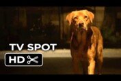 White God TV SPOT - Cannes (2014) - Drama Movie HD