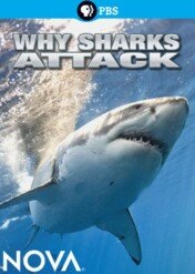 Why Sharks Attack / Why Sharks Attack