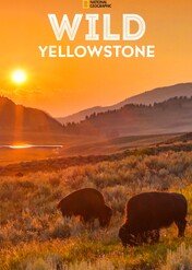 Park Yellowstone / Wild Yellowstone