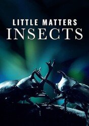 Niezwykły świat owadów / Little Matters: Insects
