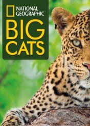 Wielkie koty / Big Cats