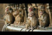 Disneynature's Monkey Kingdom - Official Trailer