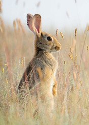 Zadziwiający świat królików / The Surprising World of Rabbits