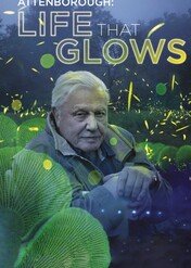 David Attenborough i świecące organizmy / Attenborough's Life That Glows