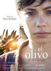 Drzewko oliwne / The Olive Tree