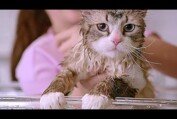 NINE LIVES Trailer (Kevin Spacey, Christopher Walken)