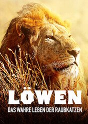 Lwy: Sekrety wielkich kotów / Löwen – Das wahre Leben der Raubkatzen