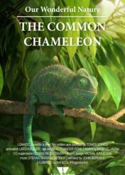 Our Wonderful Nature: The Common Chameleon / Our Wonderful Nature: The Common Chameleon