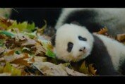 Disneynature's Born in China Official US Trailer