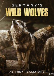Wilcza rodzina, niebezpieczni sąsiedzi? / Germany's Wild Wolves - As They Really Are