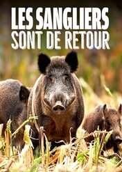 Dzik: wielki powrót / Wild Boar: The Comeback