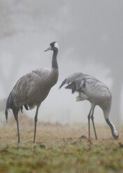 Zima na Półwyspie Iberyjskim / A Southern Winter