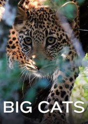 Big Cats / Big Cats