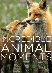 Niewiarygodne zwierzęta / Incredible Animal Moments
