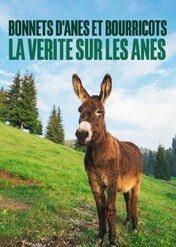 Osioł - istota doskonała / Time for Donkeys!