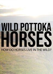 Pottoki - dzikie konie Kastylii / Wild Pottoka Horses