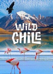 Wild Chile / Wild Chile