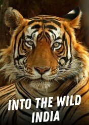 Dzika przyroda Indii / Into the Wild: India