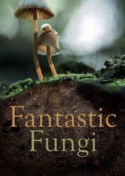 Niezwykły świat grzybów / Fantastic Fungi
