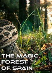 Magia hiszpańskiego lasu / The magic forest of Spain