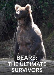 Niedźwiedzie — mistrzowie survivalu / Bears - Ultimate Survivors