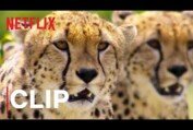 Our Planet | Cheetah Hunt | Clip | Netflix