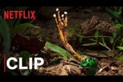 Our Planet | Fungus | Clip | Netflix
