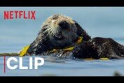 Our Planet | Otters | Clip | Netflix