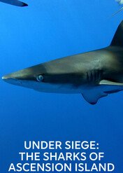 Rekiny z Wyspy Wniebowstąpienia / Under Siege: The Sharks of Ascension Island