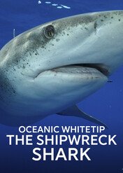 Tajemnice żarłaczy białopłetwych / Oceanic Whitetip - The Shipwreck Shark