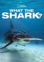 Co za rekin? / What the Shark?