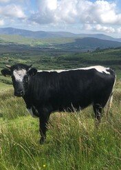 Krowy apokalipsy: jak hodowla bydła niszczy Ziemię / Apocalypse Cow: How Meat Killed the Planet