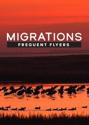 Migrations: Frequent Flyers / Migrations: Frequent Flyers