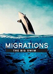 Migrations: The Big Swim / Migrations: The Big Swim
